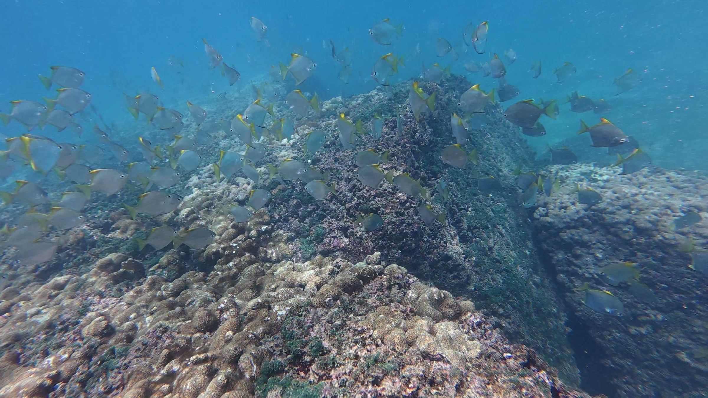 A rocky reef ledge in clear blue water with a loose school of small fish drifting above it